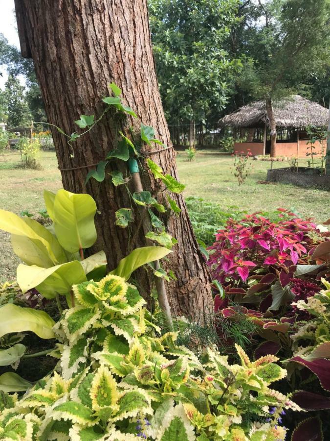 Peacock Resort Anuradhapura Exterior foto